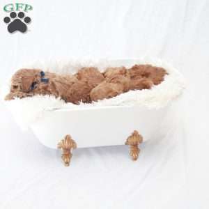 Max, Toy Poodle Puppy